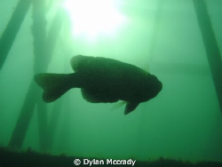 this is a really cool photo i took of a bluegill at Haigh... by Dylan Mccrady 